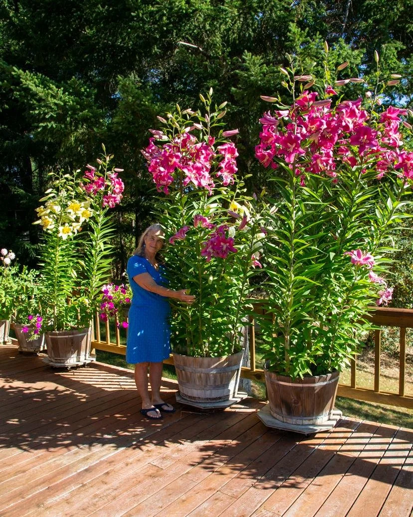 NEW! 'Radiance' — The Lily Garden